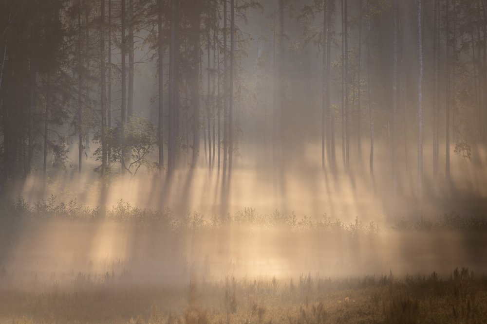 Photograph by Dzintra Zvagina