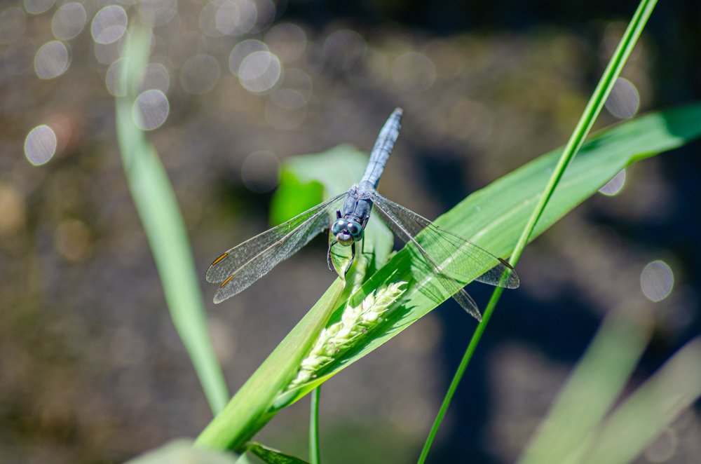Photograph by Денис Кичев