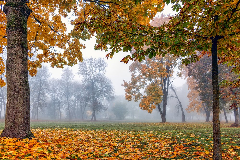 Photograph by Елена Стещенко