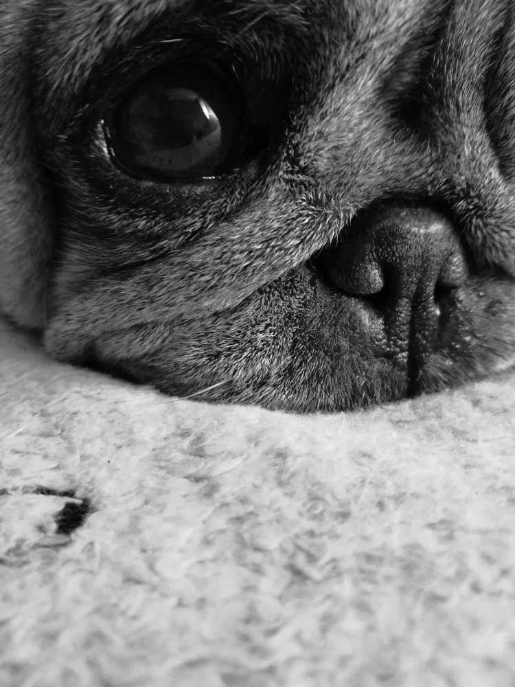 My pug