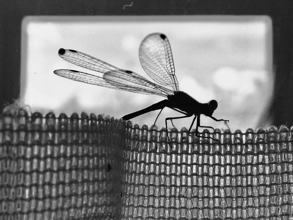 Photograph by Елена Ким