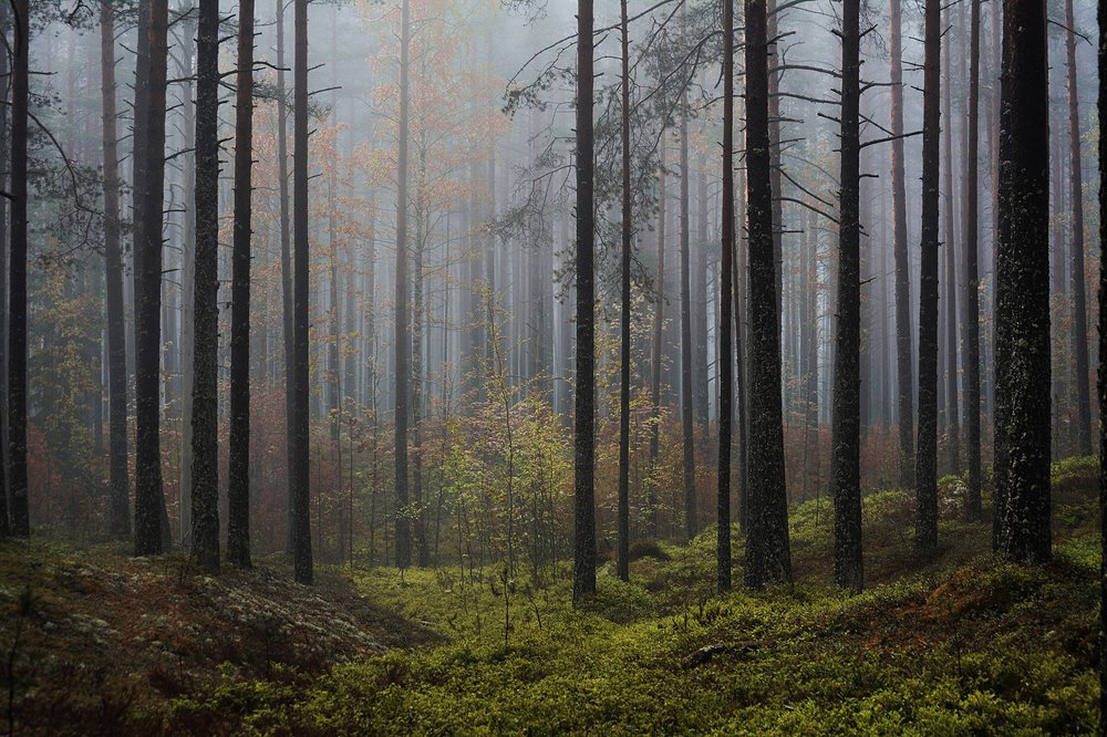 Фотография автора Татьяна Ливеровская