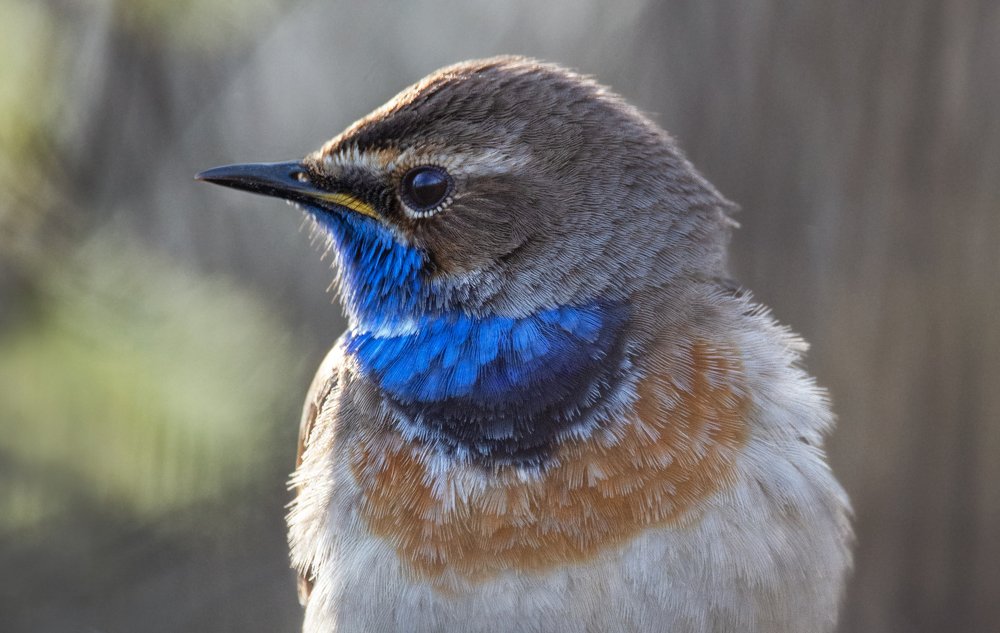 Фотография автора Татьяна Ливеровская