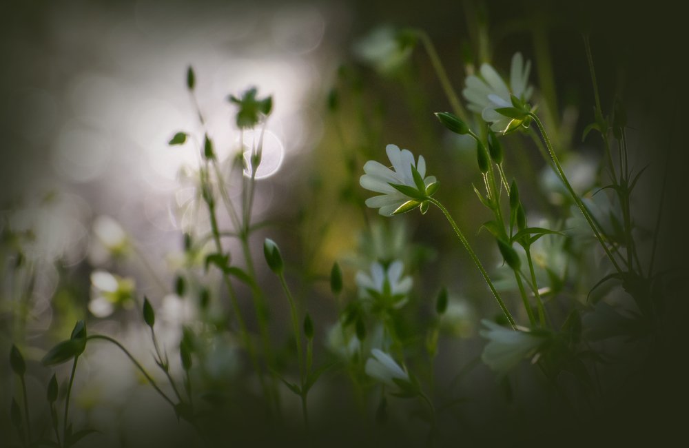 Фотография автора Татьяна Ливеровская