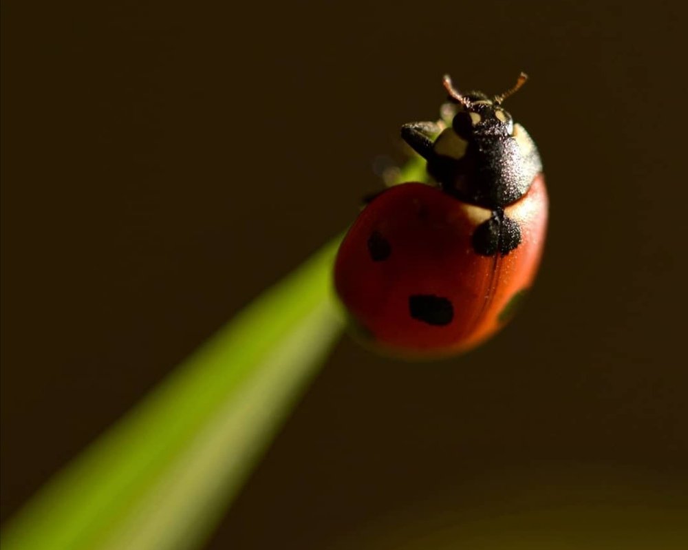 Фотография автора Iwona Moskalik