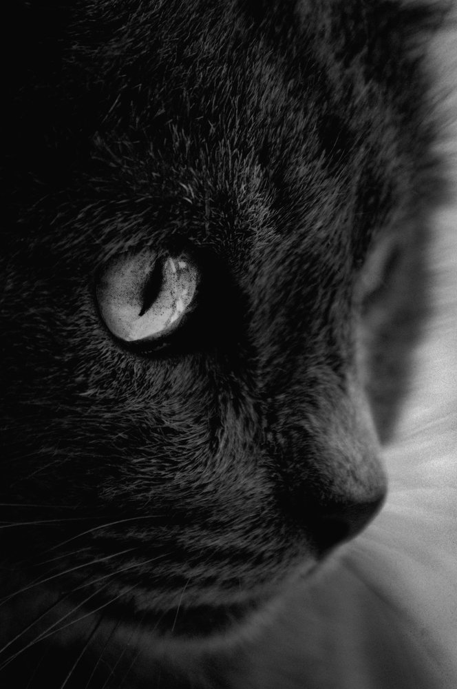 Кошачий взгляд