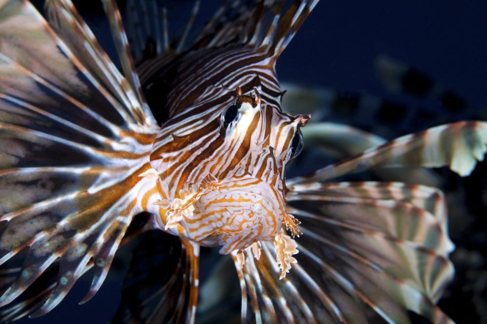 Photograph by Юрий Перевозников