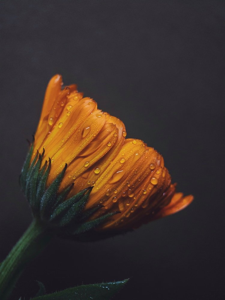 Photograph by Tatyana Belova