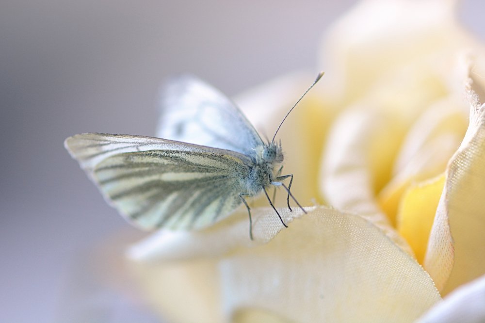 Photograph by Виктория Мейо