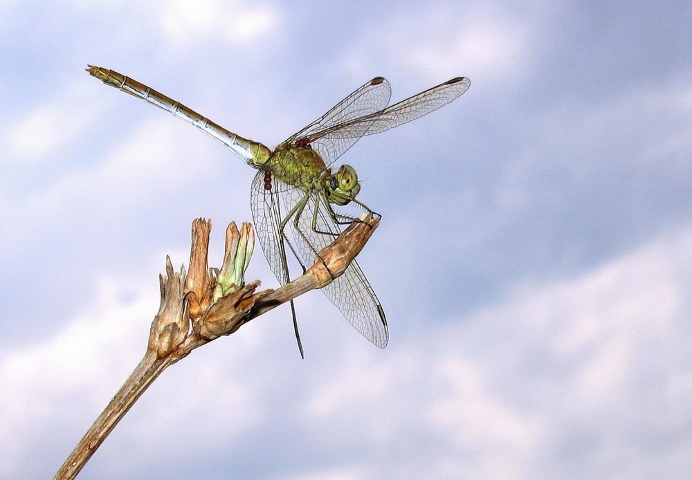 Фотография автора Александр Челмодеев