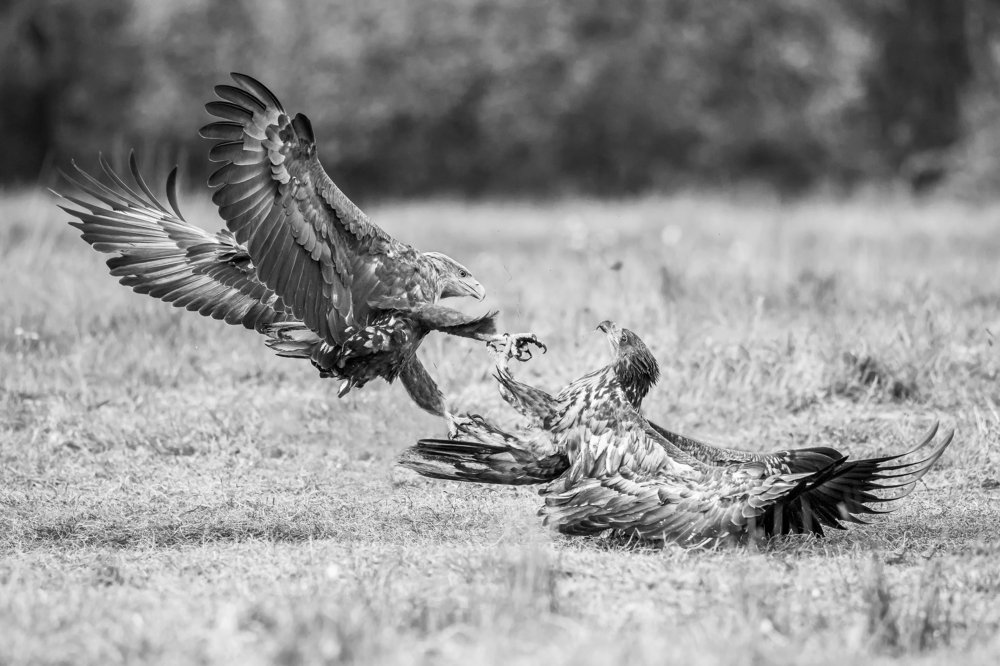 Photograph by Massimo Tamajo