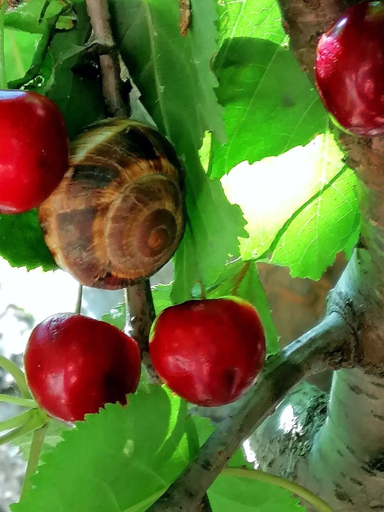 Черешневый  июнь