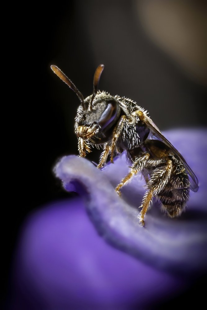 Photograph by Anas Shalash