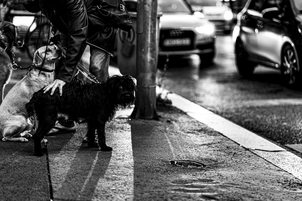 Photograph by Zsolt Noszkó