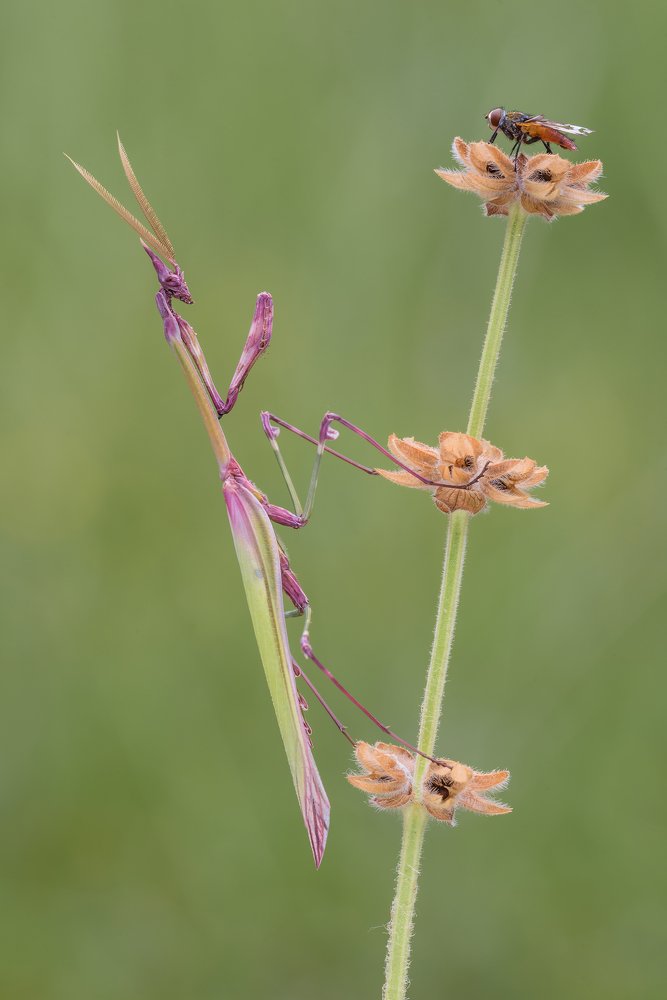 Photograph by Massimo Tamajo