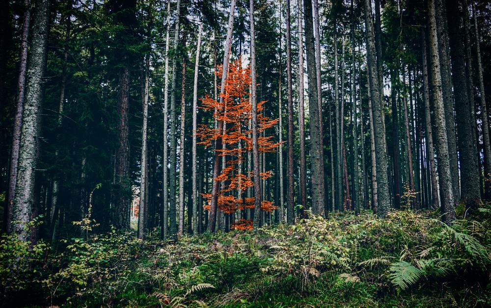 Photograph by Amanda Waldeck