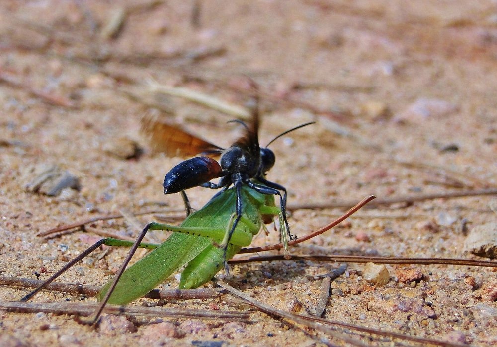 Photograph by Mauricio Brasilli