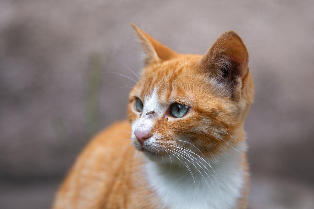 Фотография автора Клавдия Паргачёва