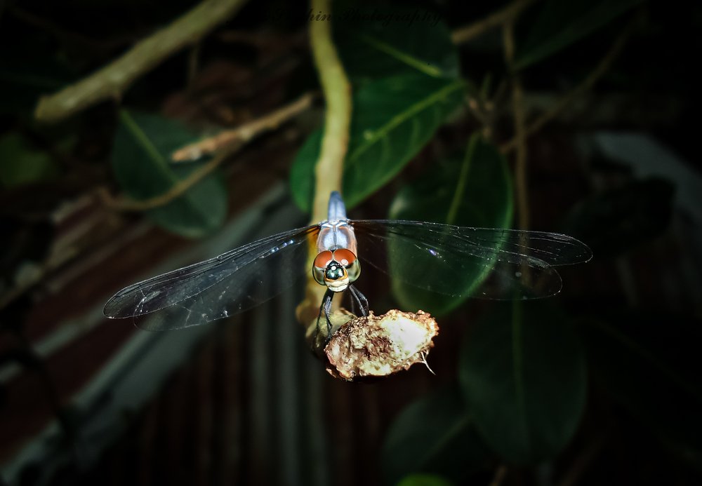 Photograph by Hossain Shahin