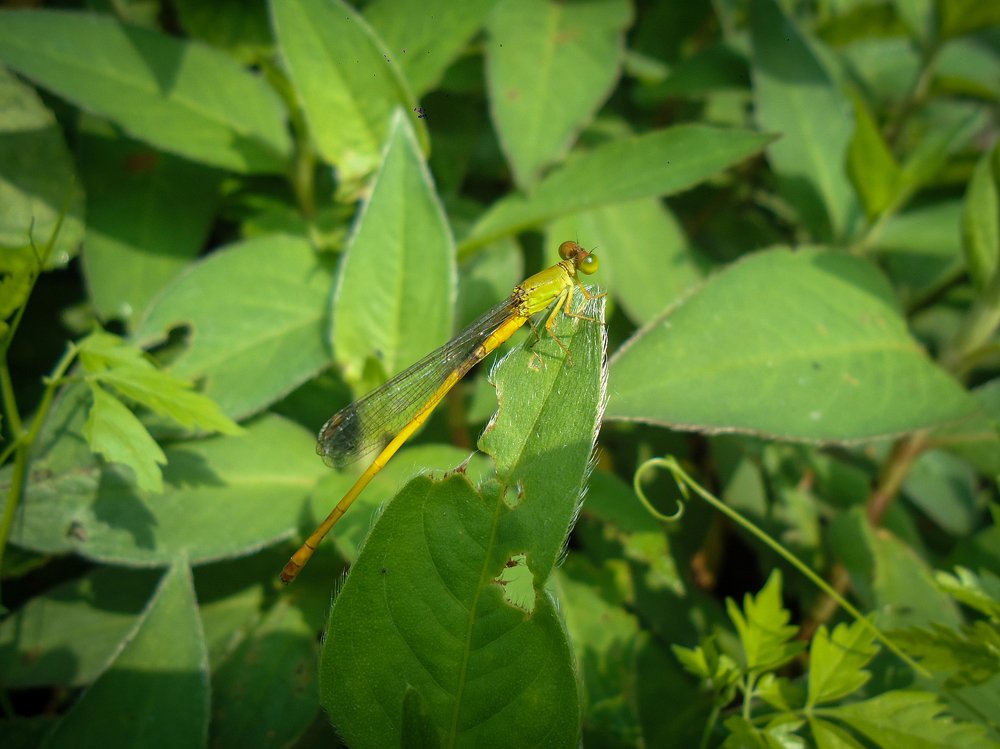 Photograph by Hossain Shahin