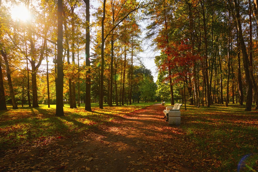 Пылающая осень в осенем парке