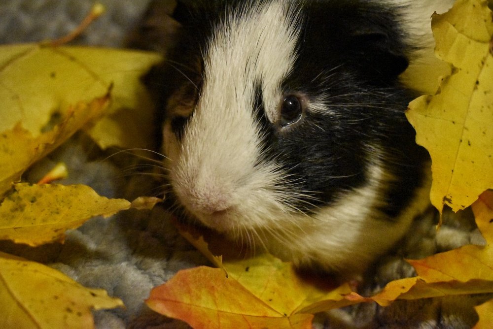 Photograph by Олеся Бронзова