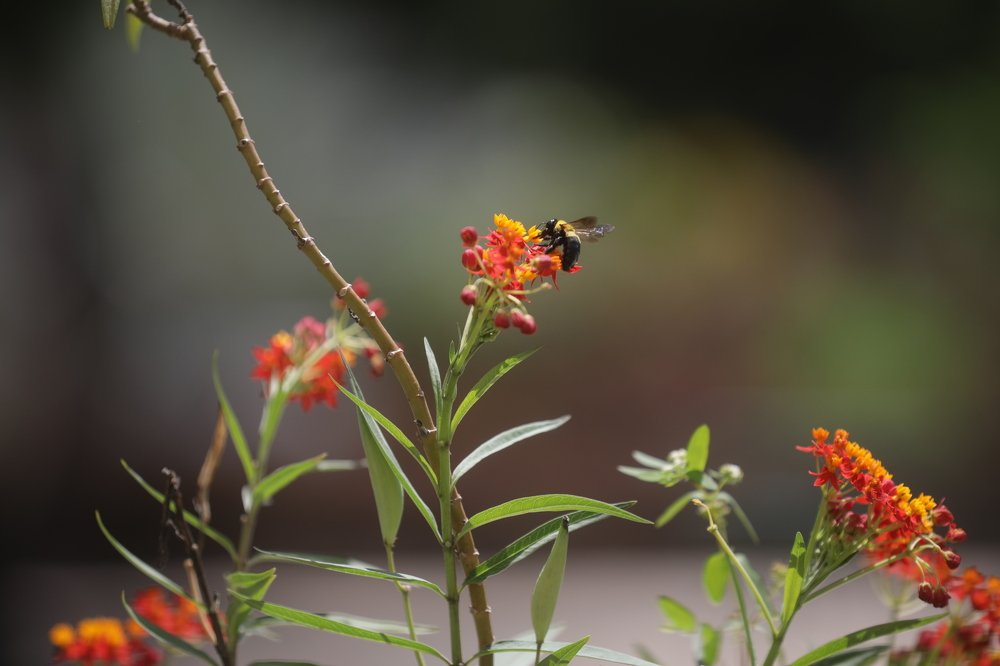 Фотография автора Elton Monteiro