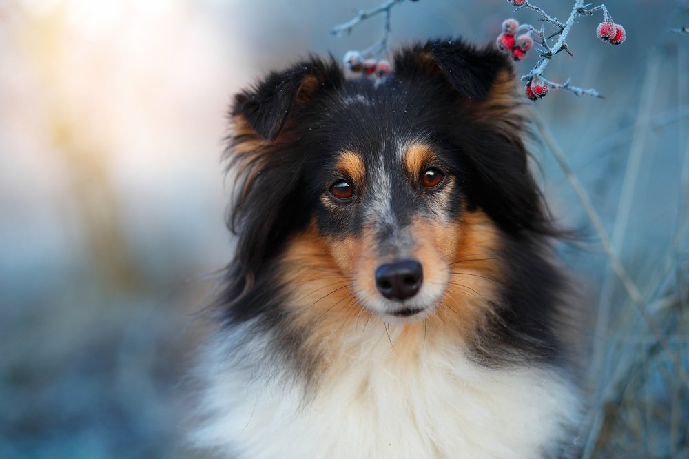 Photograph by Alisa Borodin