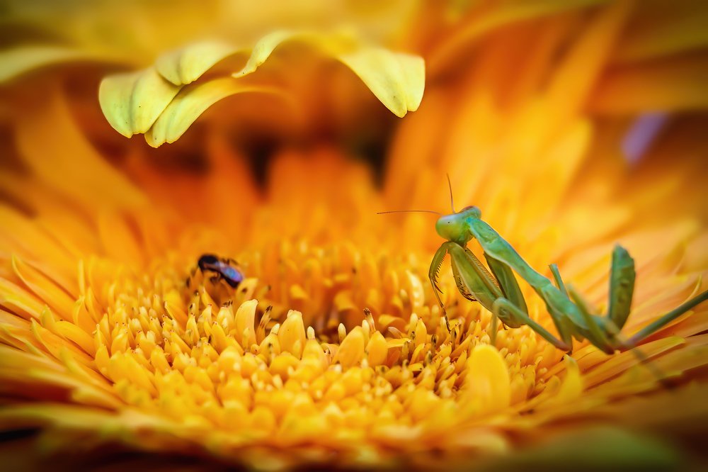 Photograph by Anas Shalash