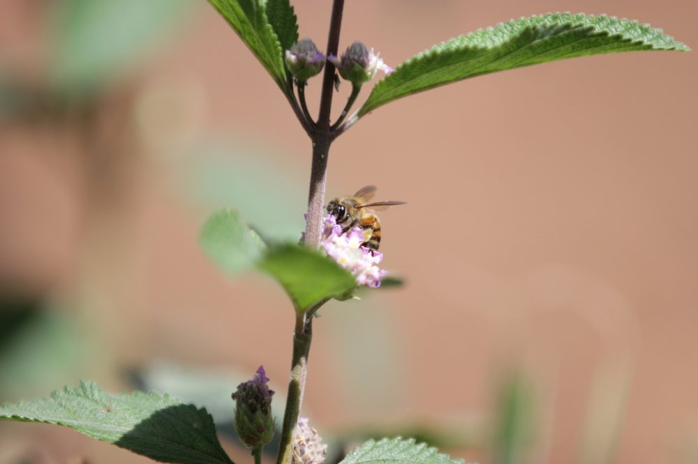 Фотография автора Elton Monteiro