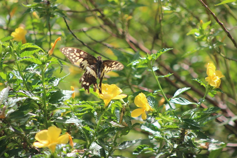 Фотография автора Elton Monteiro