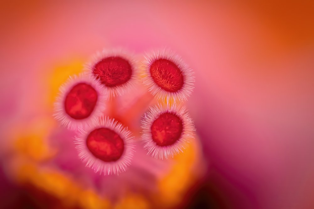 Photograph by Anas Shalash