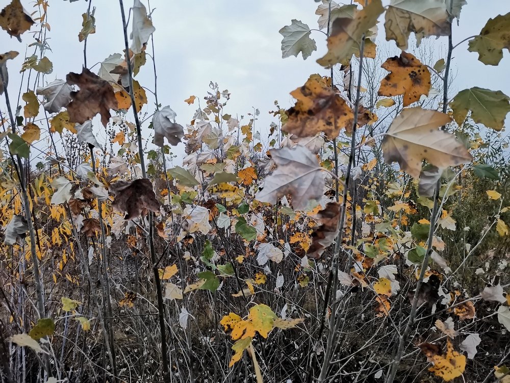 Photograph by Александр Тэльнор