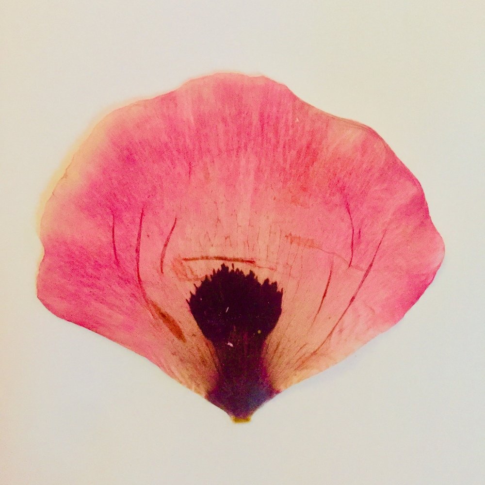 Japanese petal