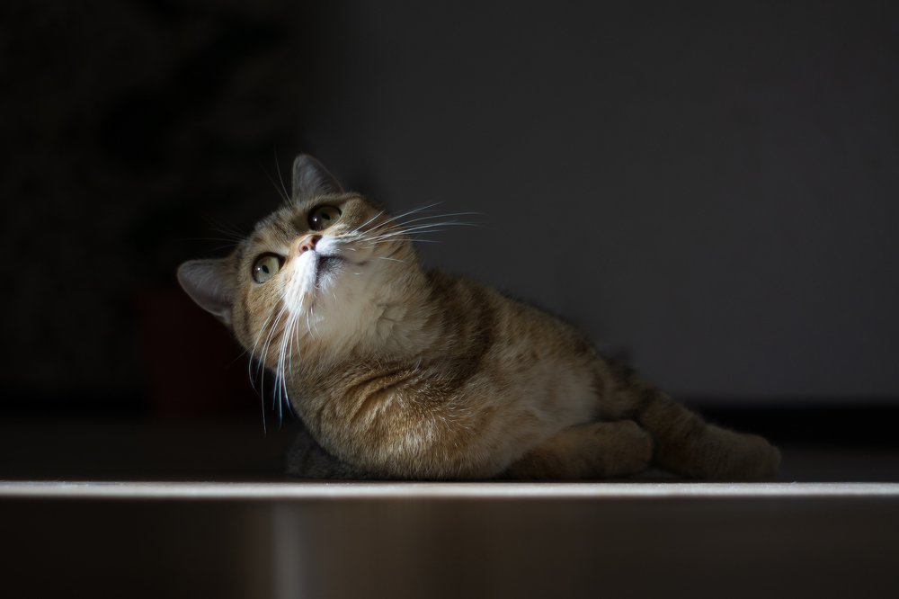 Пробуждение светом