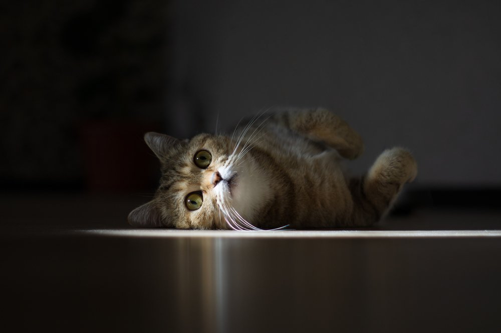 Пробуждение светом