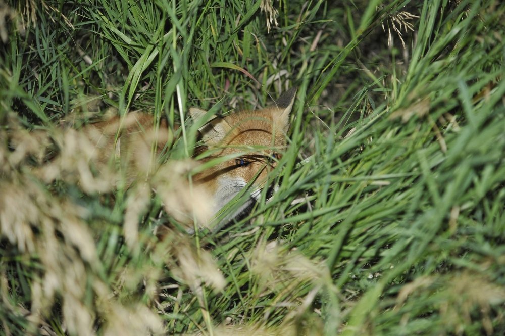 Photograph by Виталий Пилипенко