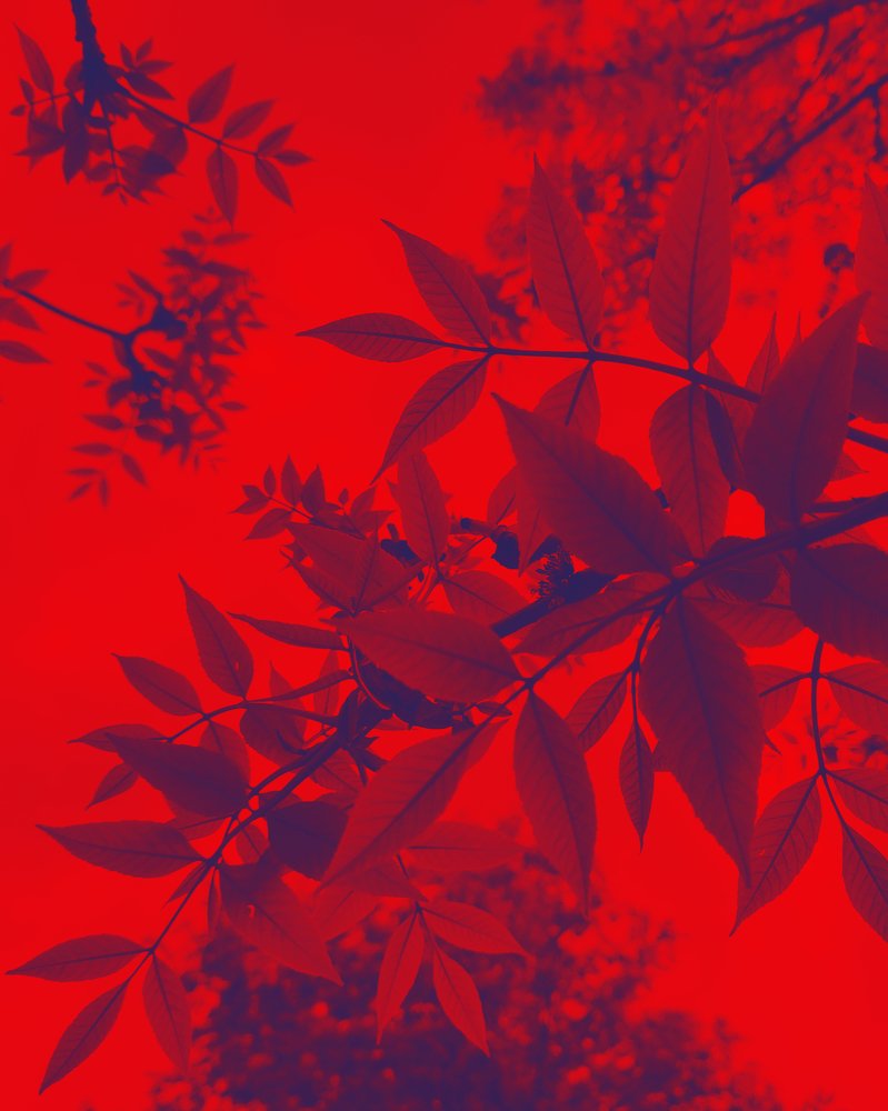 Photograph by Алина Козинец