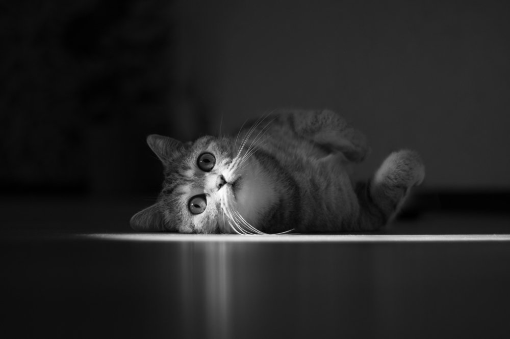 Пробуждение светом