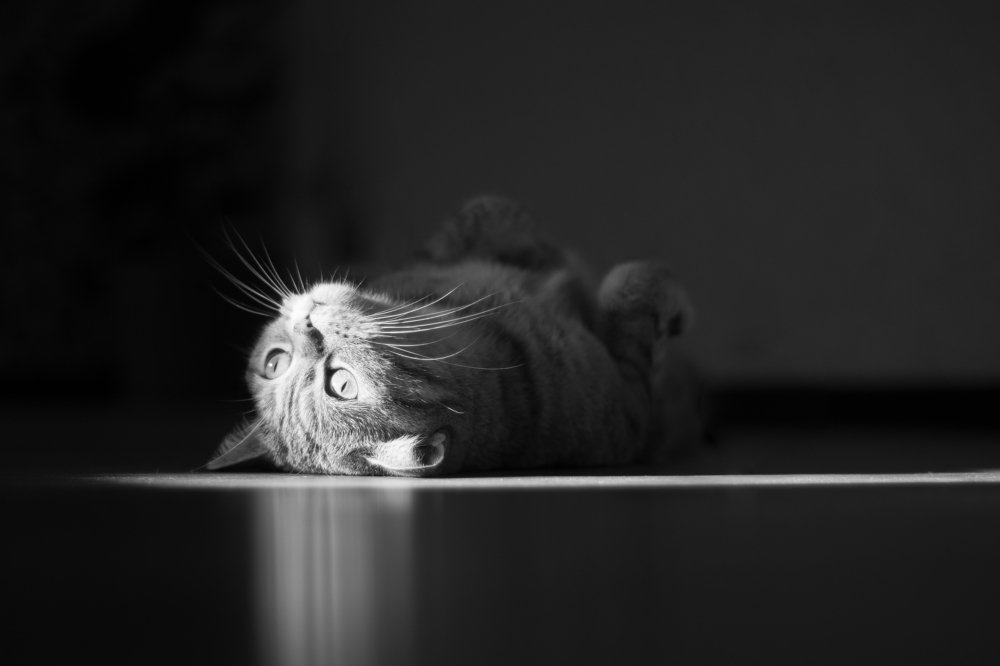 Пробуждение светом