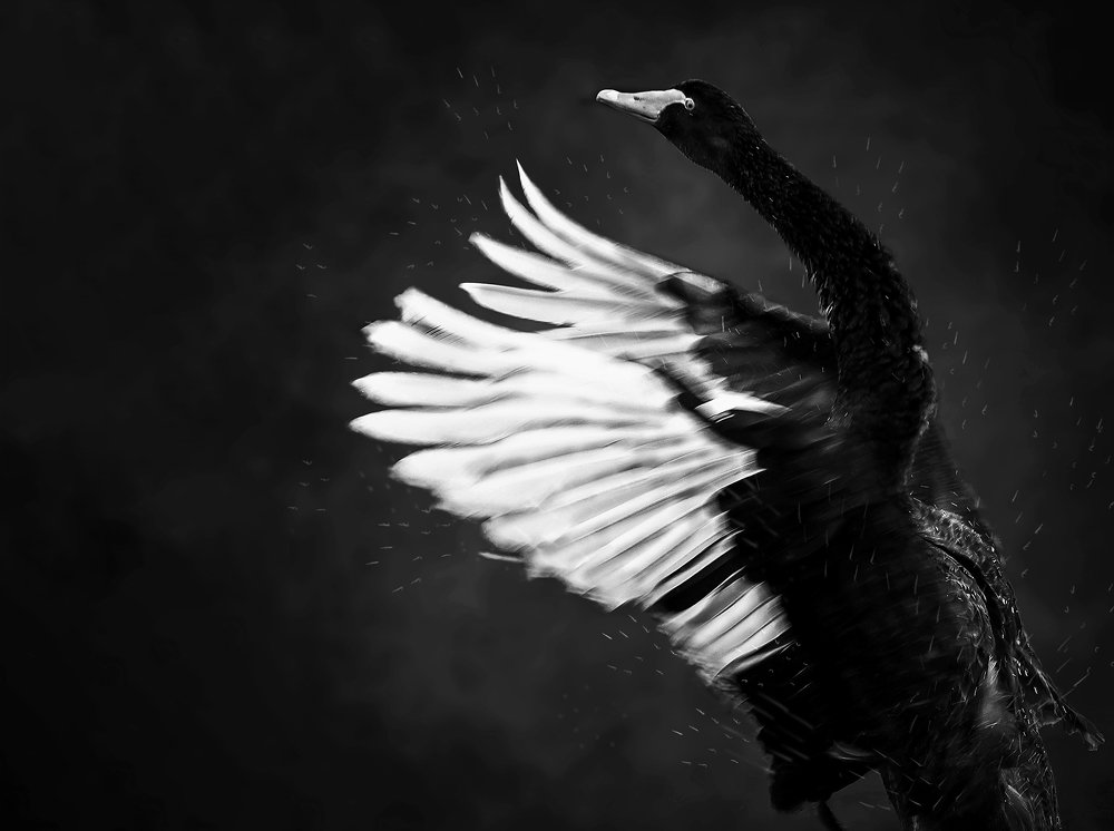 Photograph by Shaker Alwarsh