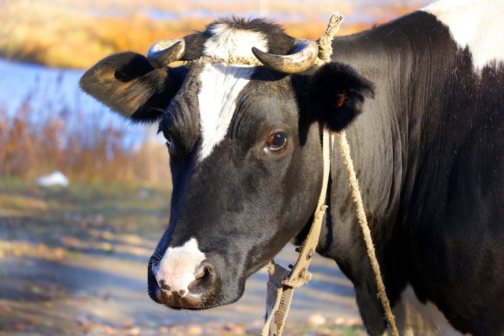 Photograph by Svetlana Victorovna Kibyakova