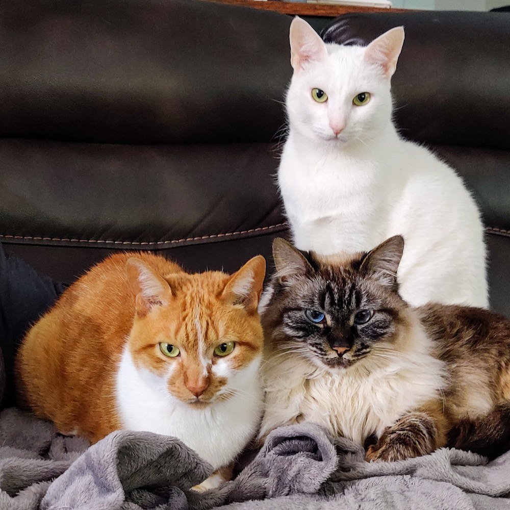 Фотография автора Marcos Arakelian