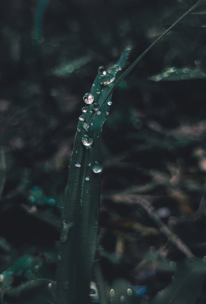 Photograph by Kanhaiya lal Yadav