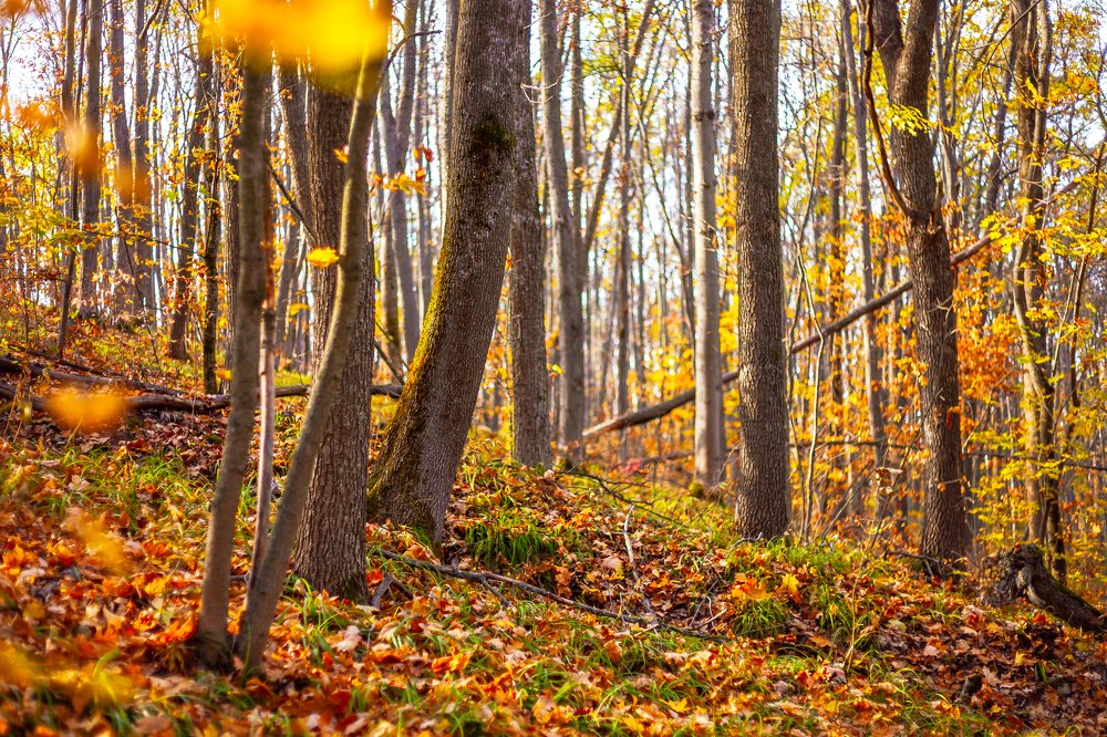 Photograph by Александр Плисик