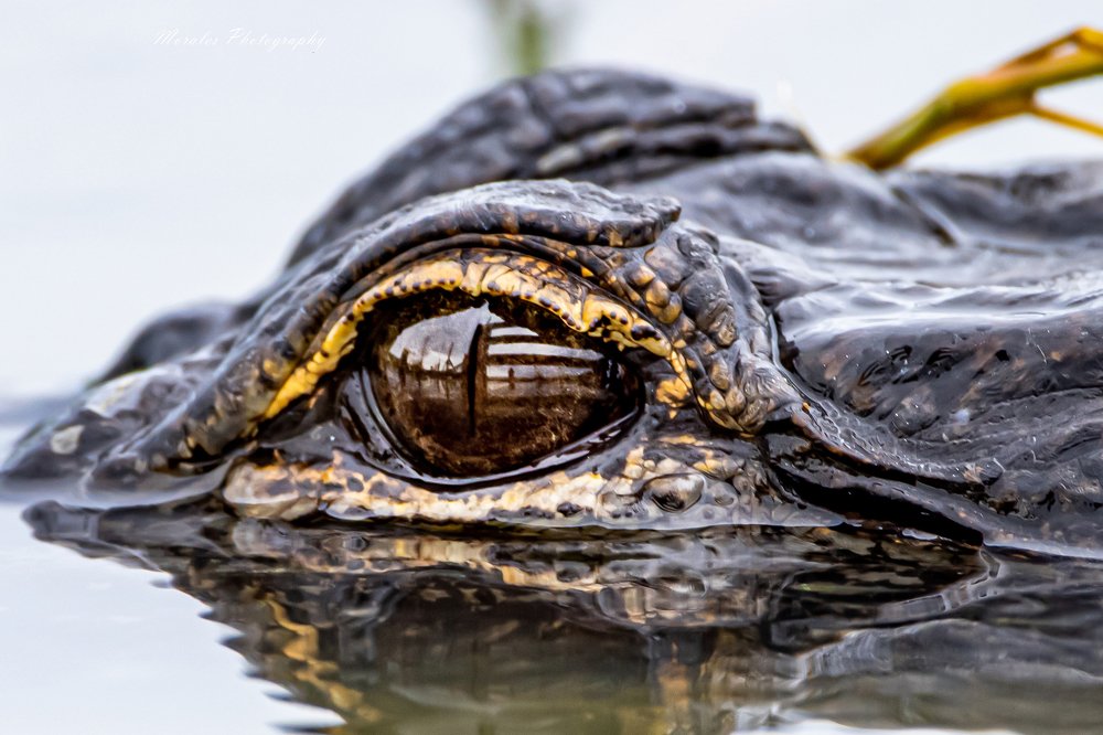Eye of the gator..
