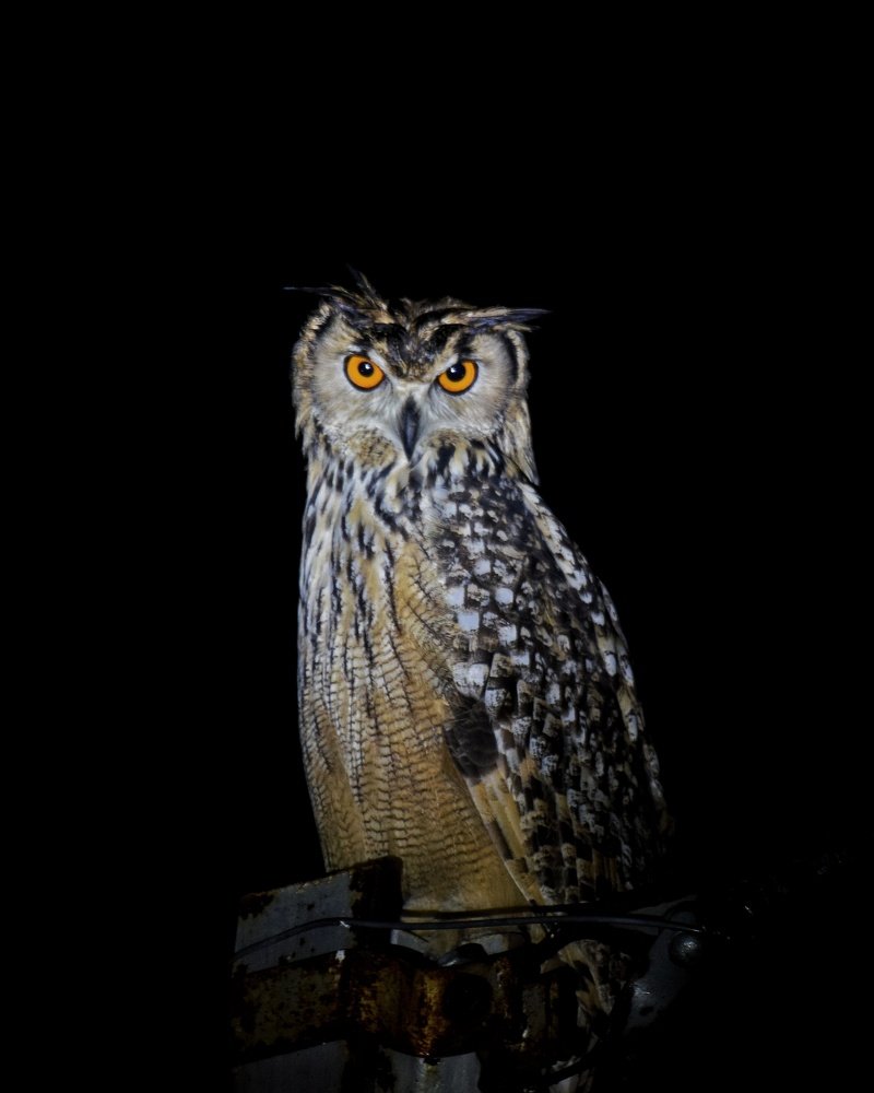 The Ghost In the Darkness