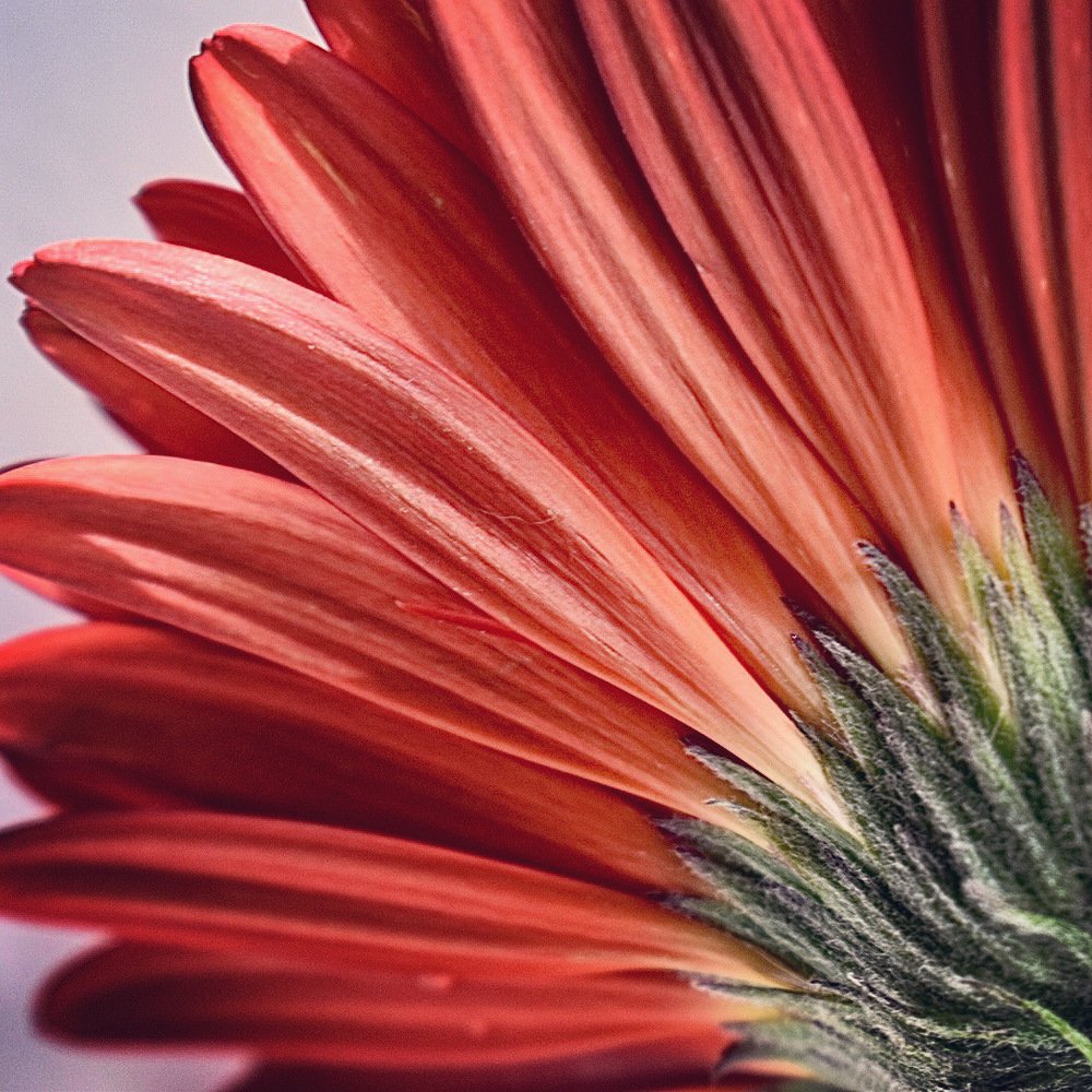 Photograph by Kira Bahvalova