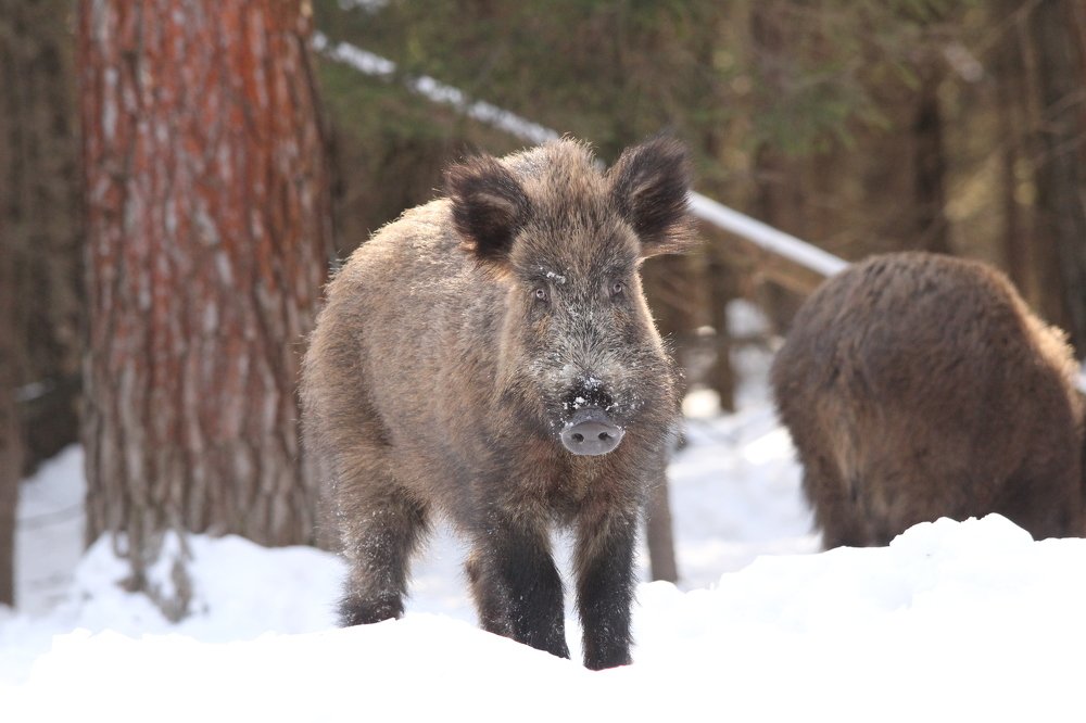 Photograph by Сергей Лычагин