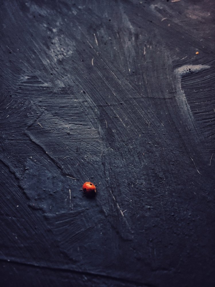 The ladybug on an abstract background.